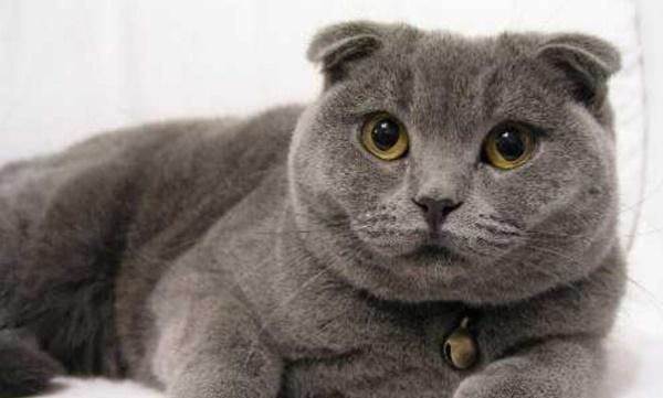 猫咪喜欢什么颜色（揭秘猫咪的色彩偏好及原因）