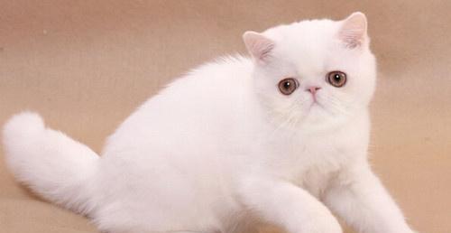 猫咪喜欢什么颜色（揭秘猫咪的色彩偏好及原因）