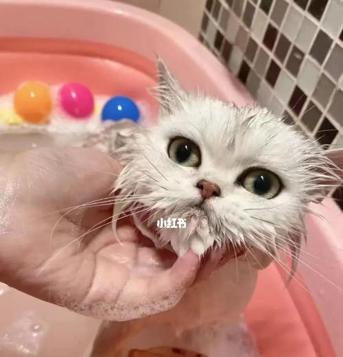 猫咪洗澡竟然会生病（以宠物为主）