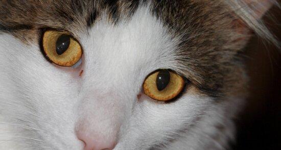 猫咪眼睛何时变色（探究猫咪眼睛变色的原因和时间表）