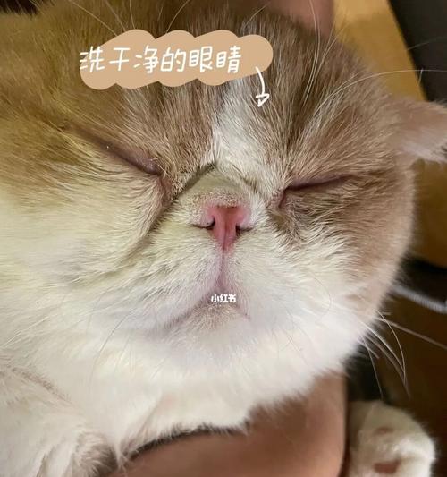 如何治疗猫咪眼睛瞎了的问题（细心护理）