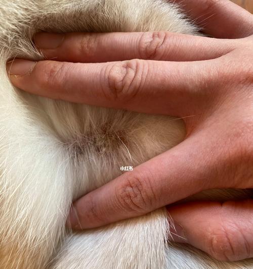 如何治疗猫咪眼睛周围的猫癣（宠物爱好者必备）