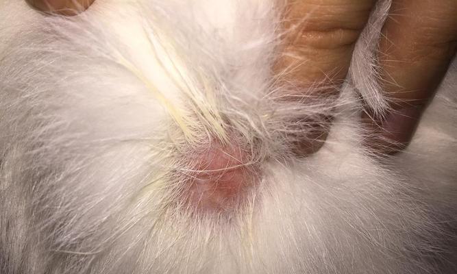 如何治疗猫咪眼睛周围的猫癣（宠物爱好者必备）
