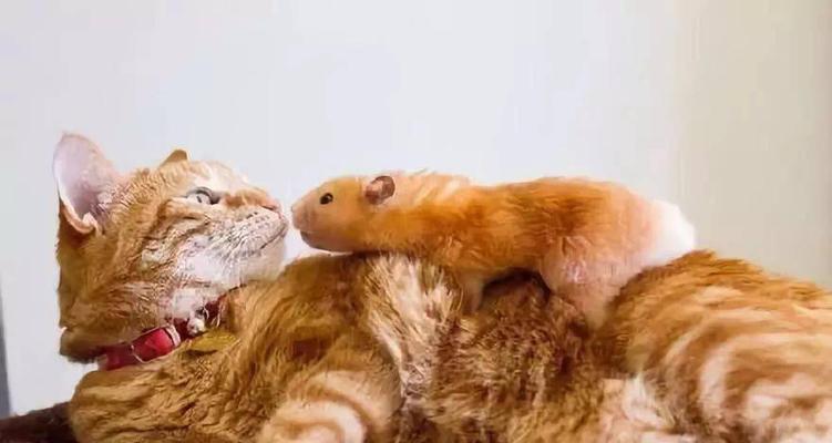 猫咪生小猫的时间（宠物猫的生育周期及繁殖知识）