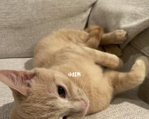 宠物疫苗保健全攻略（猫咪疫苗重要性及接种方法详解）