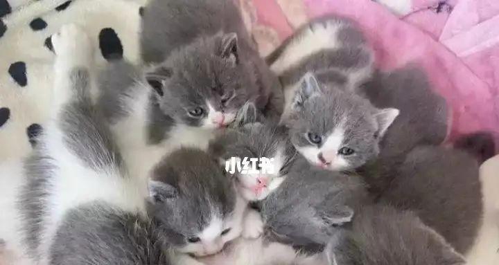 一窝猫咪生几个（了解猫咪繁殖）