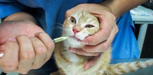 为宠物猫咪打疫苗，选择何种牌子最好（猫咪疫苗的选择）