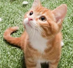 如何提高宠物猫咪的免疫力（从饮食和生活习惯入手）