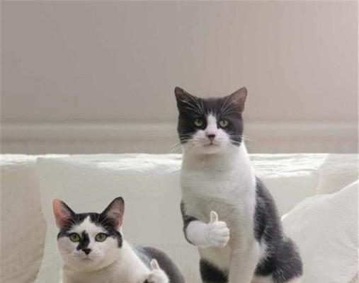 如何提高宠物猫咪的免疫力（从饮食和生活习惯入手）