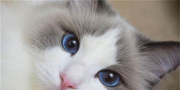 如何提高宠物猫咪的免疫力（从饮食和生活习惯入手）
