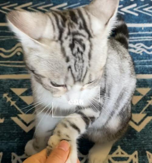 营养均衡的猫咪饮食（以宠物为主）