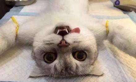 猫咪子宫蓄脓吃什么药（宠物养护指南）