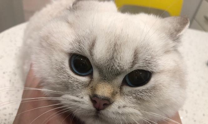 猫咪嘴巴边上破了该如何处理（宠物伤口处理注意事项）