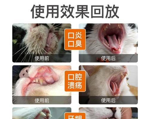 猫咪嘴巴边上破了该如何处理（宠物伤口处理注意事项）