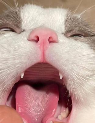 猫咪嘴巴边上破了该如何处理（宠物伤口处理注意事项）