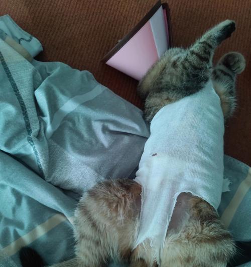 为什么以猫咪做绝育手术是明智的选择（探讨绝育对宠物和主人的好处）