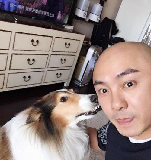 明星养狗的品种大盘点（从小型犬到大型犬）