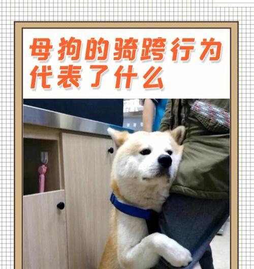 宠物母狗被骑了怎么办（应对母狗遭受不幸的方法与技巧）