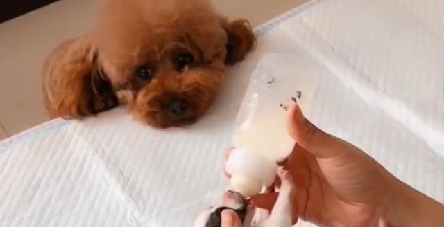 母狗挤不出奶怎么办（解决宠物母犬不能哺乳的问题）