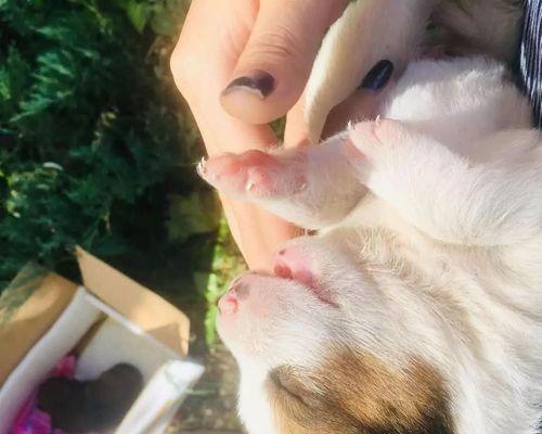 如何喂养没有母乳的幼犬（宠物狗崽需要特殊照顾）