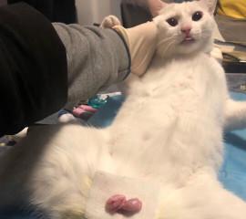 母猫绝育手术需要切除哪些部位（保障宠物健康的必要措施）