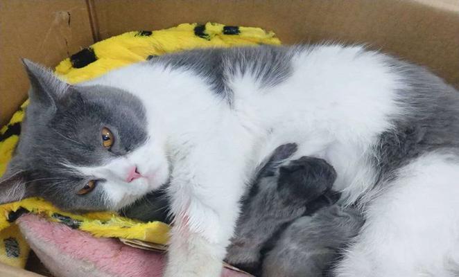 母猫产仔后的照顾方法（如何帮助母猫顺利照顾好小猫）