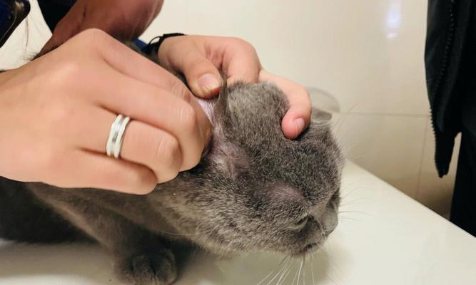 母猫何时打消炎针（以宠物为主）