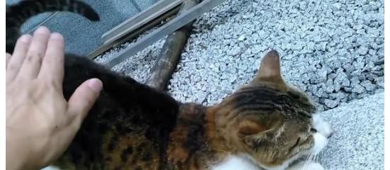 母猫为什么会食用小猫的大便（探究母猫食用小猫大便的原因和影响）