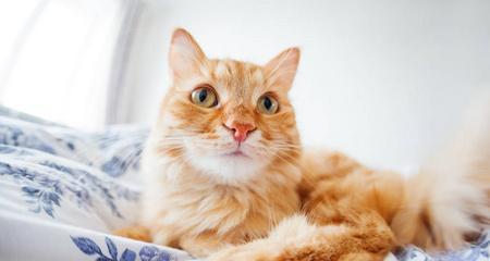 母猫为何要舔醒小猫（探究母猫舔醒小猫的原因与意义）