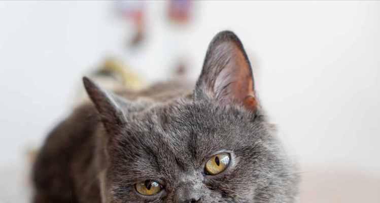 母猫为何要舔醒小猫（探究母猫舔醒小猫的原因与意义）