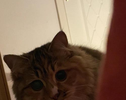 母猫为何要舔醒小猫（探究母猫舔醒小猫的原因与意义）