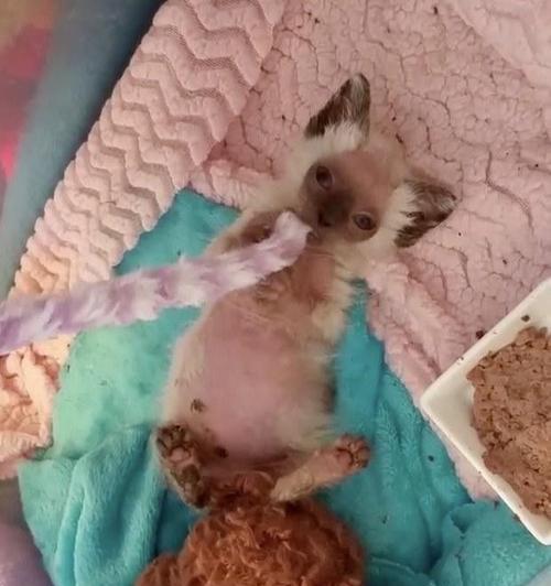 奶猫为什么不吃饭会拉肚子（以宠物为主）