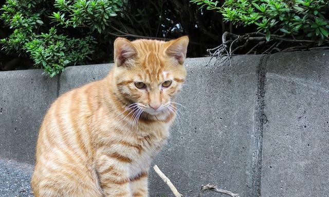 如何为农村宠物猫咪提供健康的饮食（从日常饮食、食物类型到疾病预防）