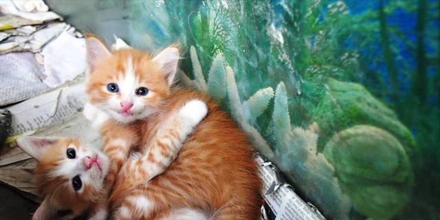 如何为农村宠物猫咪提供健康的饮食（从日常饮食、食物类型到疾病预防）