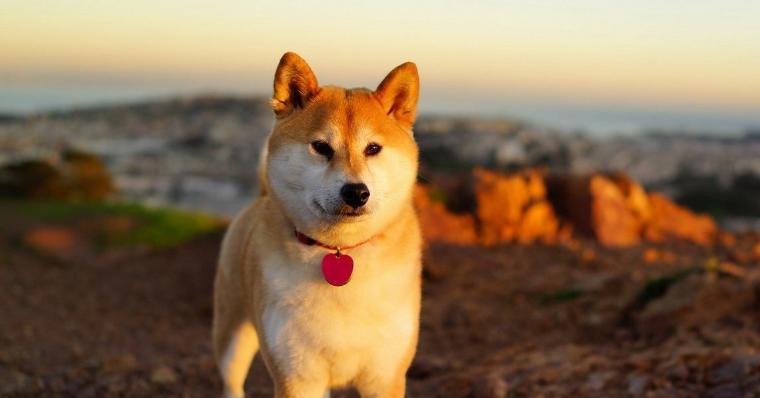 如何解决秋田犬不吃狗粮问题（宠物健康饮食的重要性）