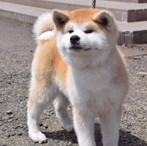秋田犬的脾气如何（了解这个日本犬种的性格特点和饲养技巧）