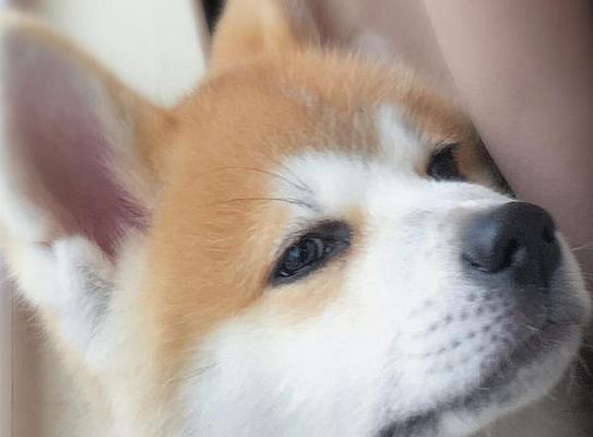 为什么秋田犬的尿液总是呈现黄色（探究秋田犬尿液黄色的原因与解决方法）
