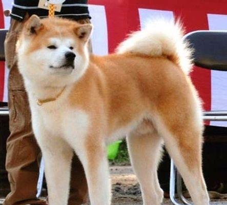 秋田犬的多重功能（从守护到陪伴）