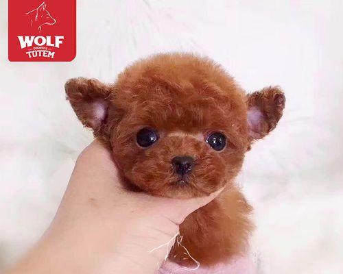 犬瘟治疗之药，如何保护宠物健康（以犬瘟给狗吃什么药好）