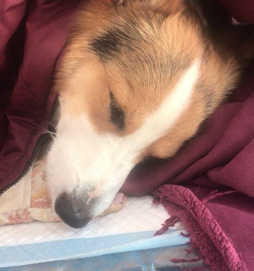 如何保护你的狗狗免受犬瘟和细小病毒的侵害（宠物主人必读！了解病毒预防措施）