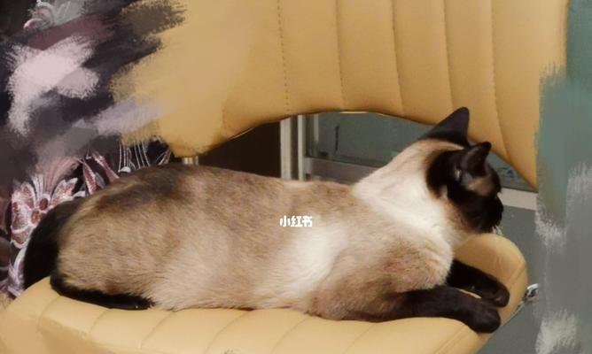 如何判断宠物猫是否怀孕（15个步骤让你轻松了解猫咪的怀孕情况）