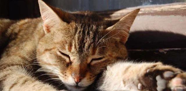 如何训练宠物猫不乱跑（让你的猫咪乖乖待在家里）