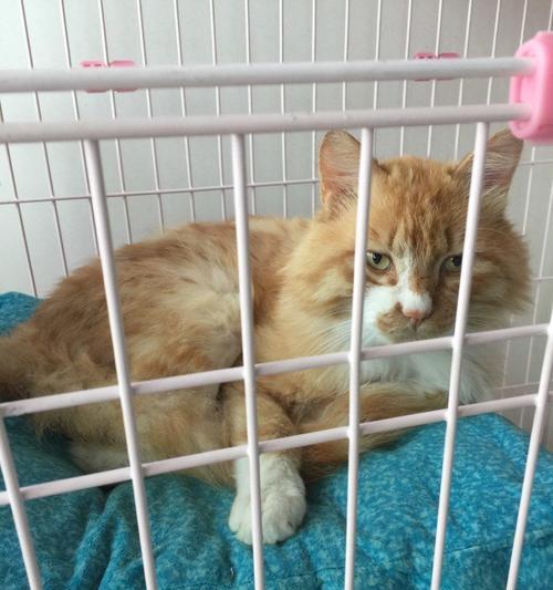 如何让宠物猫不抓人（15个方法教你训练宠物猫）