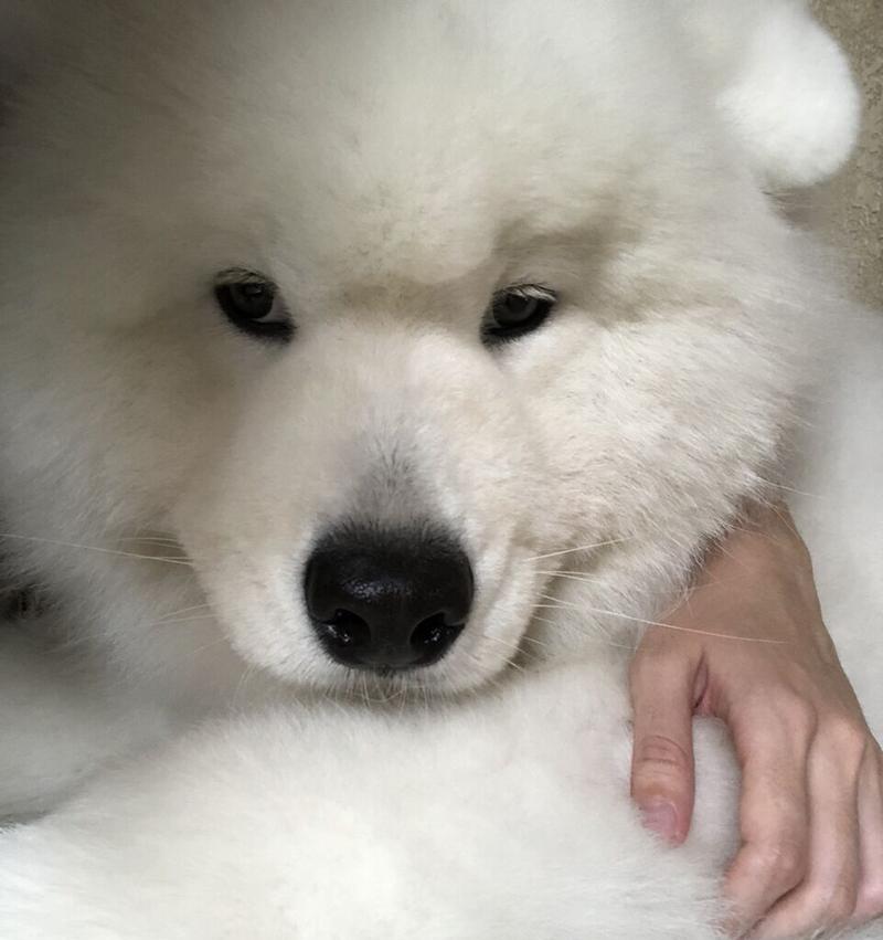 探究萨摩耶狗狗不竖耳朵的原因（为什么有些萨摩耶狗狗的耳朵不竖起来）