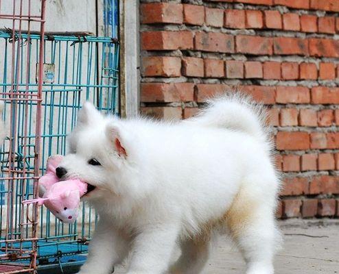 萨摩耶幼犬不爱喝水的原因及解决方法（教你轻松解决萨摩耶幼犬不爱喝水的问题）
