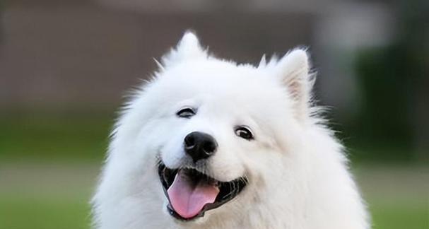 揭秘宠物犬寿命长的奥秘（以这个品种为主）