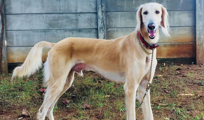 宠物中谁是速度之王（探寻速度最快的犬种）