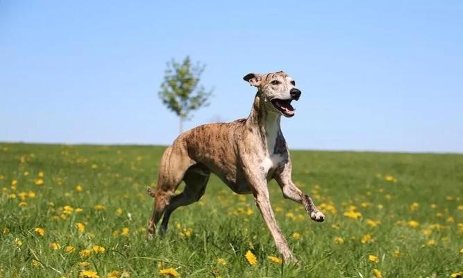 宠物中谁是速度之王（探寻速度最快的犬种）