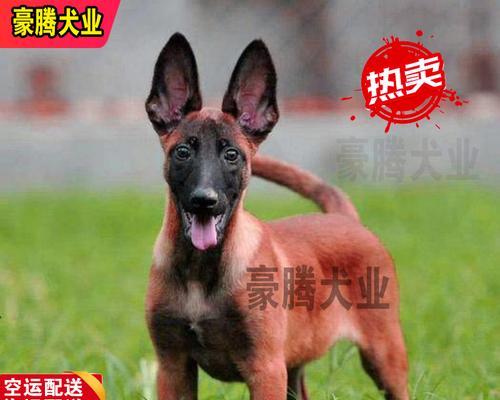 提高猎犬能力的徽章加成方法（以宠物为主）