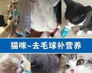 如何选择适合自家宠物的猫咪化毛膏（掌握这些关键点）